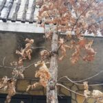 Preobrazenje Badnjak 003